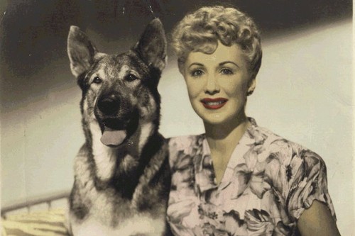 Rin Tin Tin