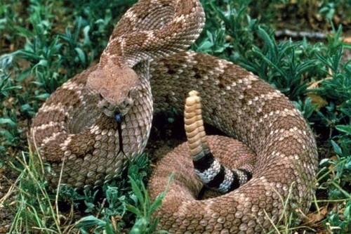 Russell’s Pit Viper