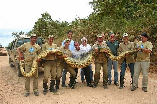giant python