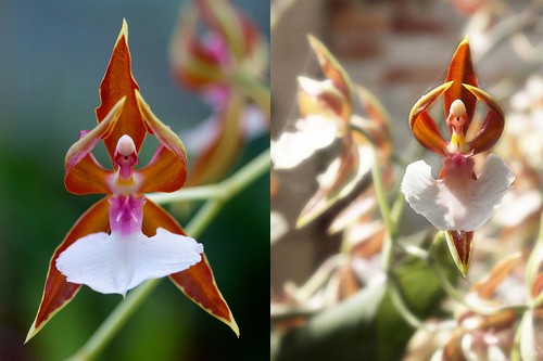 Ballerina Orchid Strange Flowers