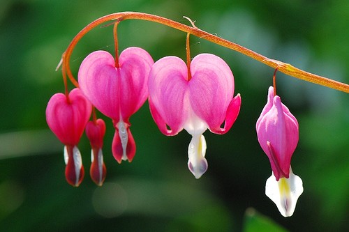 Bleeding Heart Strange Flowers