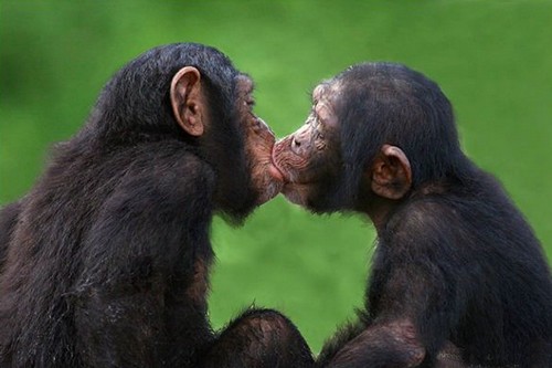 Chimpanzees kiss each other