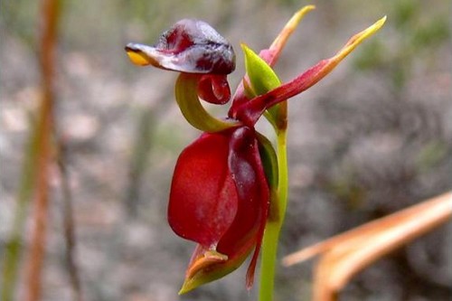 Flying Duck Orchid