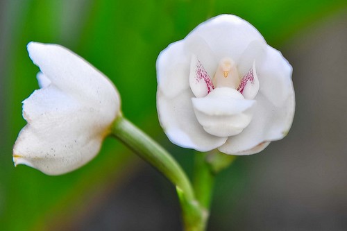 Strange Flowers Holy Ghost Orchid