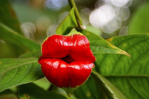 لب Hookers Psychotria Elata