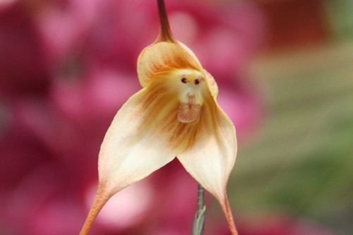 Strange Flowers Monkey Orchid