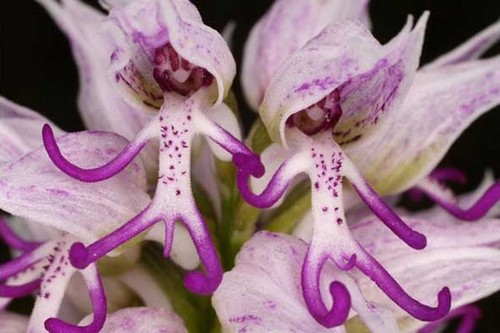 Strange Flowers Naked Man Orchid