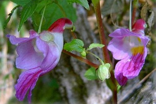 Parrot-Flower.jpg