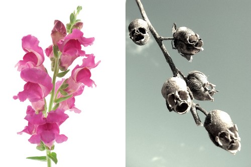 Snapdragon and its Skull