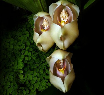 Swaddled-Babies-Anguloa-Uniflora.jpg