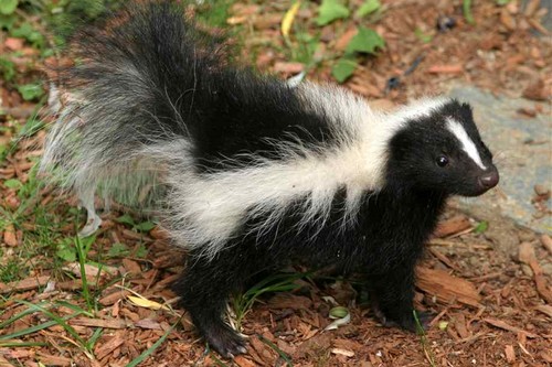 10 Mammals With Unusual Defences Wonderslist