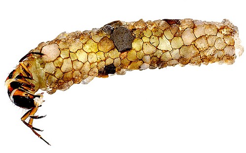 10 Best Animal Architects