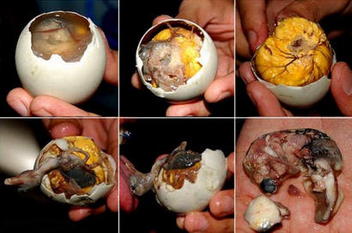Disgusting Delicacies Balut