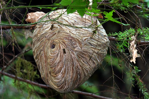 10 Best Animal Architects
