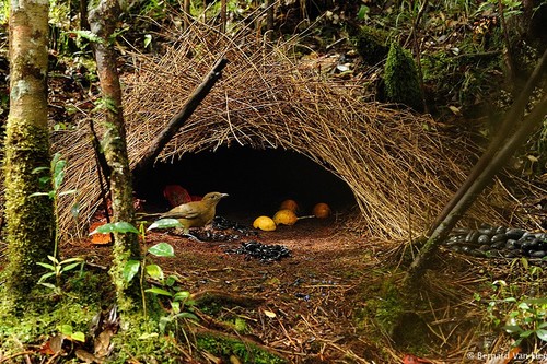 10 Best Animal Architects