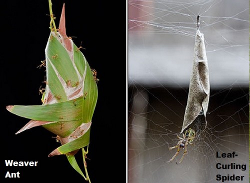 10 Best Animal Architects