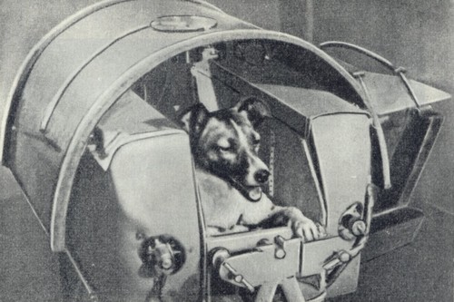The world’s most famous dog, Laika