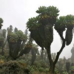 10 Most Endangered Forests