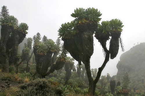 The Giant Senecio Tree