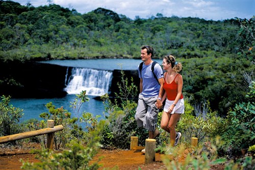 new caledonia forest