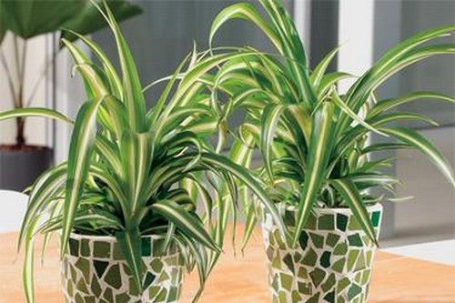 BlogThis! Spider Plant