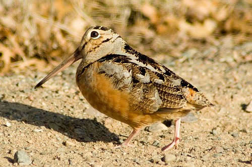 Slowest Animals