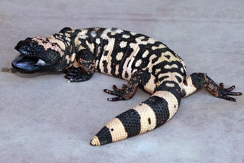 Slowest Animals