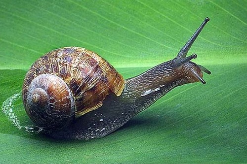 Brown Garden Snail