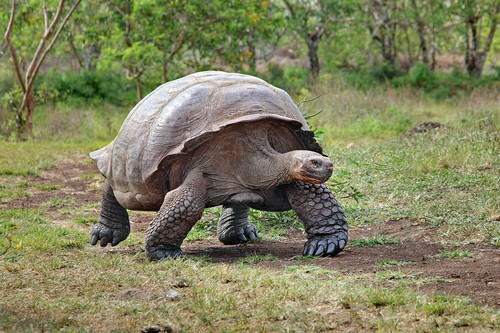 Giant Tortoise Santa Cruz