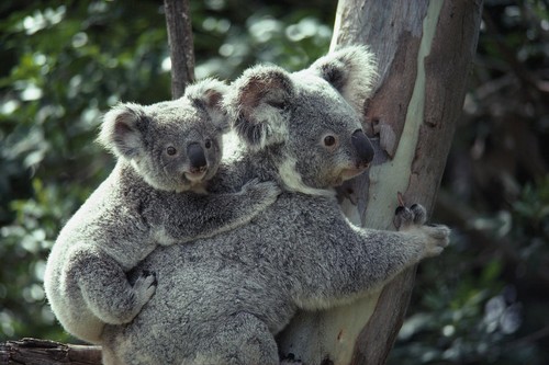 Koala Bear