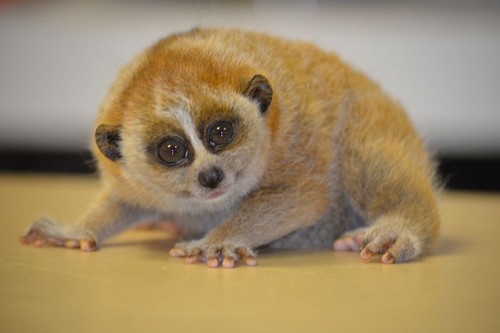 Loris