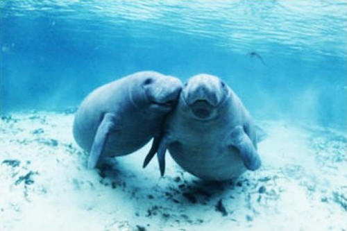 Manatee