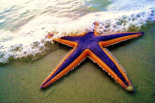 Royal Starfish on the beach