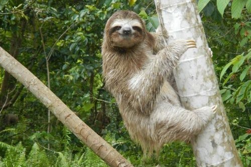 Three-toed Sloth