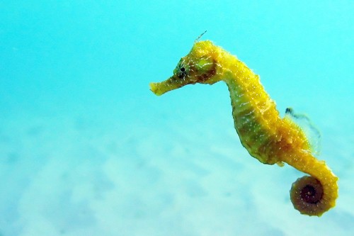slowest animals _Seahorse