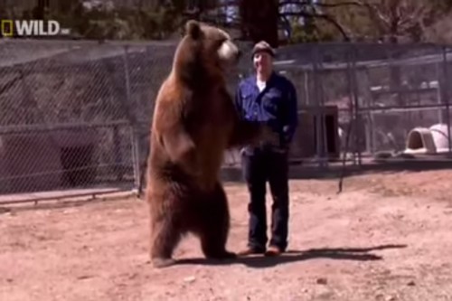 10 Most Shocking Animal Attacks