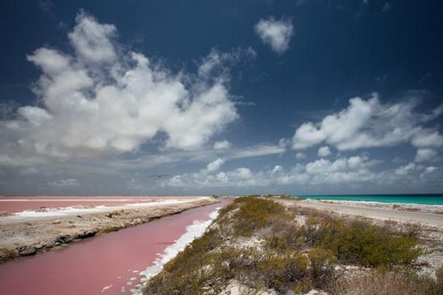Bonaire Pink Beaches