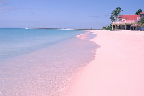 Pink Beaches of Barbuda