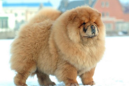 Beautiful and cute Chow Chow