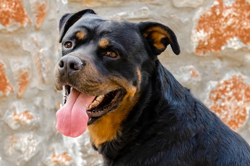 خطرناک سگ Rottweiler