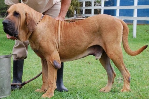 Fila Brasileiro Dangerous Dog Breeds