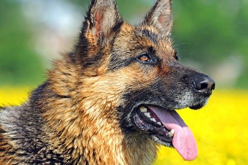 GermanShephard خطرناک سگ