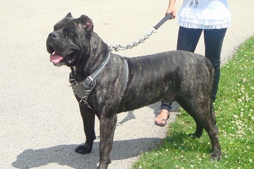 Presa Canario در نژادهای سگ خطرناک