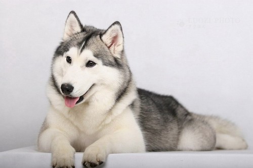 Siberian Husky Dangerous Dog Breeds