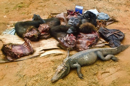 10 Weird Foods Bushmeat