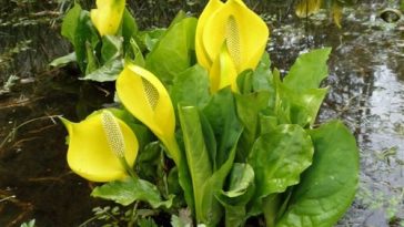 Foul Smelling Flowers