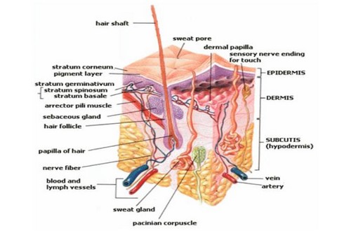 Useless Human Body Parts