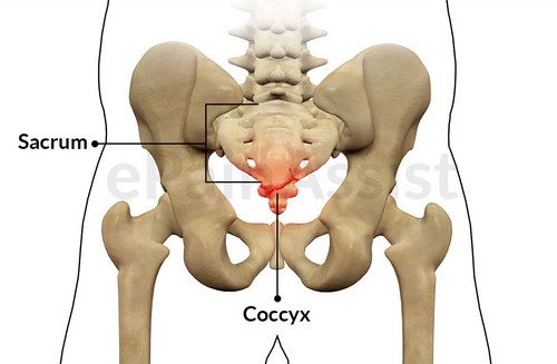 Coccyx Useless Human Body Parts