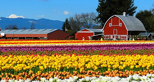 Skagit Valley Tulip Festivals