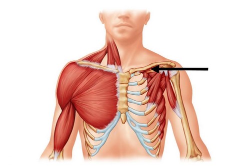 Subclavius Muscle Useless Human Body Parts